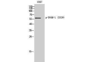 Western Blotting (WB) image for anti-CD226 (CD226) (pSer329) antibody (ABIN3182791) (CD226 anticorps  (pSer329))