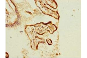 Immunohistochemistry of paraffin-embedded human placenta tissue using ABIN7157566 at dilution of 1:100