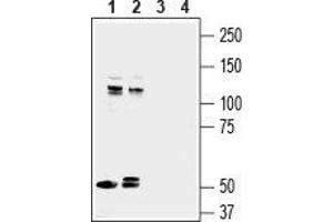 Western blot analysis of mouse brain lysate (lanes 1 and 3) and rat brain lysate (lanes 2 and 4): - 1,2.