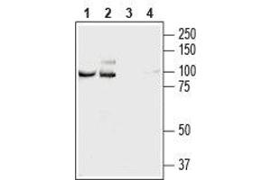 Western blot analysis of rat (lanes 1 and 3) and mouse (lanes 2 and 4) brain lysates: - 1,2. (NCAM2 anticorps  (Extracellular, N-Term))