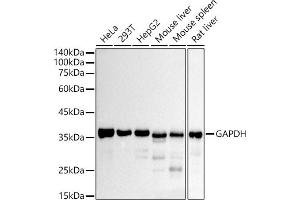 Western blot analysis of extracts of various cell lines, using GAPDH antibody (ABIN7267454) at 1:10000 dilution. (GAPDH anticorps)