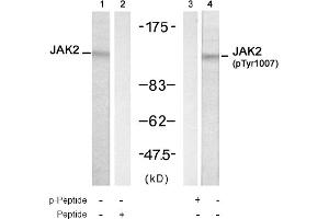 Image no. 1 for anti-Janus Kinase 2 (JAK2) (Tyr1007) antibody (ABIN319310) (JAK2 anticorps  (Tyr1007))