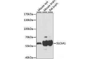 Western blot analysis of extracts of various cell lines using SLC6A1 Polyclonal Antibody at dilution of 1:1000. (SLC6A1 anticorps)