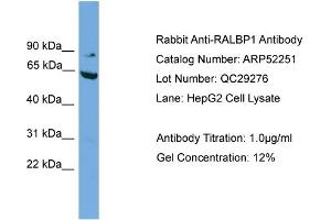 WB Suggested Anti-RALBP1  Antibody Titration: 0. (RALBP1 anticorps  (N-Term))