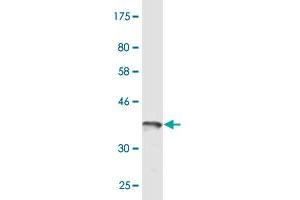 Western Blot detection against Immunogen (37.