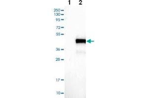 Western blot analysis of Lane 1: Negative control (vector only transfected HEK293T lysate) Lane 2: Over-expression Lysate (Co-expressed with a C-terminal myc-DDK tag (~3. (BCL7A anticorps)