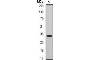 Western blot analysis of COQ7 expression in mouse brain (A) whole cell lysates. (Coq7 anticorps)
