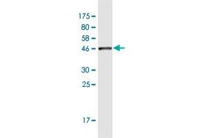 Western Blot detection against Immunogen (45.