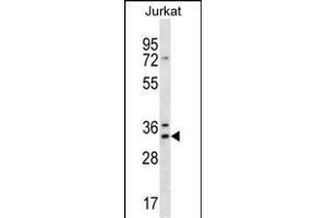 DNAJC9 Antibody (N-term) (ABIN656862 and ABIN2846067) western blot analysis in Jurkat cell line lysates (35 μg/lane). (DNAJC9 anticorps  (N-Term))
