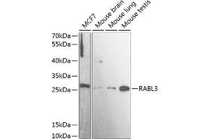 Western blot analysis of extracts of various cell lines, using R antibody (ABIN7269787) at 1:3000 dilution. (RABL3 anticorps  (AA 1-236))