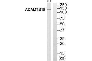 Western Blotting (WB) image for anti-ADAM Metallopeptidase with thrombospondin Type 1 Motif, 18 (ADAMTS18) (C-Term) antibody (ABIN1850694) (ADAMTS18 anticorps  (C-Term))