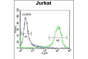 Flow cytometric analysis of Jurkat cells (right histogram) compared to a negative control cell (left histogram). (ZSCAN2 anticorps  (N-Term))