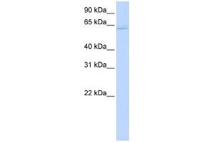 WB Suggested Anti-TRAF6 Antibody Titration: 0.