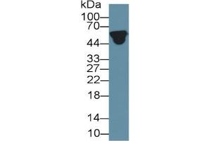 Rabbit Detection antibody from the kit in WB with Positive Control: Sample Human serum. (ORM1 Kit ELISA)