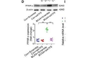 BCAA increase PPAR-α expression in a GCN2/ATF6 pathway-dependent manner. (beta Actin anticorps)