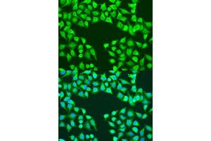 Immunofluorescence analysis of U2OS cells using EDIL3 antibody (ABIN7266904) at dilution of 1:100. (EDIL3 anticorps  (AA 350-450))