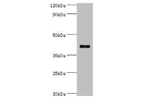 Western blot All lanes: Sulfotransferase family cytosolic 2B member 1 antibody at 4 μg/mL + MCF-7 whole cell lysate Secondary Goat polyclonal to rabbit IgG at 1/10000 dilution Predicted band size: 42, 40 kDa Observed band size: 42 kDa