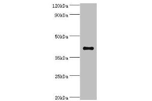 Western blot All lanes: Sulfotransferase family cytosolic 2B member 1 antibody at 4 μg/mL + MCF-7 whole cell lysate Secondary Goat polyclonal to rabbit IgG at 1/10000 dilution Predicted band size: 42, 40 kDa Observed band size: 42 kDa (SULT2B1 anticorps  (AA 1-365))