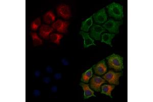 ABIN6255185 and ABIN6267483 staining HepG2 cells(30 min of 4uM Forskolin treatment) by IF/ICC. (IRS1 anticorps  (pSer307))