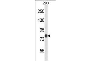 Western blot analysis in 293 cell line lysates (35ug/lane). (ACSL4 anticorps  (N-Term))