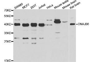 Western blot analysis of extracts of various cell lines, using DNAJB6 antibody. (DNAJB6 anticorps)
