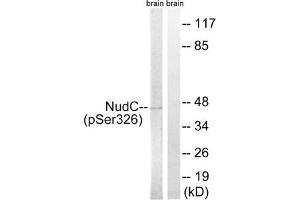 Western blot analysis of extracts from rat brain cells, using NudC (Phospho-Ser326) antibody. (NUDC anticorps  (pSer326))