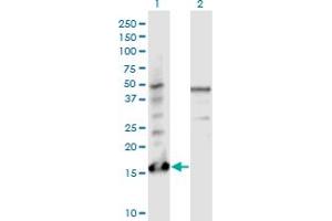 Western Blot analysis of PTMS expression in transfected 293T cell line by PTMS monoclonal antibody (M17), clone 3H5. (Parathymosin anticorps  (AA 1-102))
