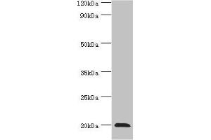 Western blot All lanes: Heat shock protein beta-2 antibody at 3 μg/mL + Mouse skeletal muscle tissue Secondary Goat polyclonal to rabbit IgG at 1/10000 dilution Predicted band size: 20 kDa Observed band size: 20 kDa (HSPB2 anticorps  (AA 1-182))
