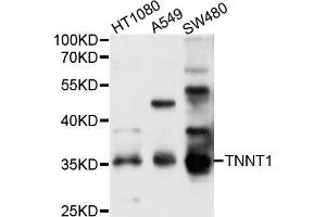 Western blot analysis of extracts of various cell lines, using TNNT1 antibody (ABIN5999082) at 1/1000 dilution. (TNNT1 anticorps)