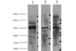 Western Blot analysis of 1) Hela, 2) Jurkat, 3) 293T cells using ENO2 Monoclonal Antibody at dilution of 1:3000. (ENO2/NSE anticorps)