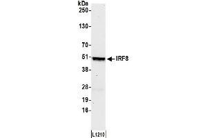 Western Blotting (WB) image for anti-Interferon Regulatory Factor 8 (IRF8) (AA 374-424) antibody (ABIN7451819) (IRF8 anticorps  (AA 374-424))
