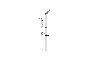 EXOSC2 Antibody (N-term) (ABIN1881328 and ABIN2843634) western blot analysis in Jurkat cell line lysates (35 μg/lane). (EXOSC2 anticorps  (N-Term))