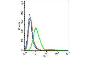 Rat H9C2 cells probed with Rabbit Anti-GALR2 Polyclonal Antibody, Unconjugated  at 6ug for 30 minutes followed by incubation with a conjugated secondary -FITC) (green) for 30 minutes compared to control cells (blue), secondary only (light blue) and isotype control (orange).
