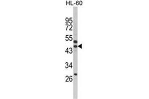 Western blot analysis of SERPINB7 Antibody (Center) in HL-60 cell line lysates (35ug/lane). (SERPINB7 anticorps  (Middle Region))