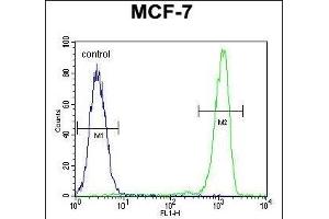 RABG Antibody (N-term) 0460a flow cytometric analysis of MCF-7 cells (right histogram) compared to a negative control cell (left histogram). (RABGAP1 anticorps  (N-Term))