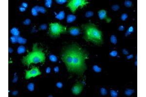 Anti-BAIAP2 mouse monoclonal antibody (ABIN2454654) immunofluorescent staining of COS7 cells transiently transfected by pCMV6-ENTRY BAIAP2 (RC214570). (BAIAP2 anticorps)