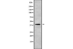 Western blot analysis of PDCD2 using LOVO whole cell lysates (PDCD2 anticorps  (N-Term))