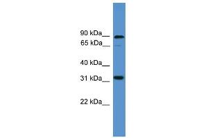 WB Suggested Anti-ATOH8 Antibody Titration:  0. (ATOH8 anticorps  (C-Term))