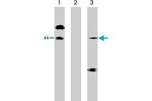 Western blot analysis of lysates of McA-RH7777 cells transfected with full length human S1PR1 protein using S1PR1 polyclonal antibody  at 10 ug/mL (Lane 1), antibody preincubated with specific blocking peptide (Lane 2) and antibody preincubated with non-specific control peptide (Lane 3).