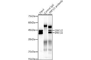 Immunoprecipitation analysis of 300 μg extracts of NIH/3T3 cells using 3 μg ERK1/2 antibody (ABIN7268620).