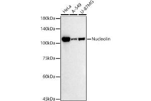 Western blot analysis of extracts of various cell lines, using Nucleolin antibody (ABIN7269035) at 1:500 dilution. (Nucleolin anticorps)