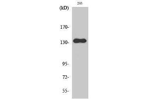 Western Blotting (WB) image for anti-Zinc Finger, MYND-Type Containing 8 (ZMYND8) (Internal Region) antibody (ABIN6284433)