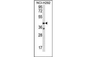 Western blot analysis of F2RL2 Antibody (N-term) in NCI-H292 cell line lysates (35ug/lane). (F2RL2 anticorps  (N-Term))