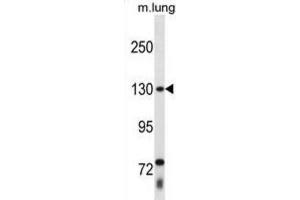 Western Blotting (WB) image for anti-Thyroid Hormone Receptor Associated Protein 3 (THRAP3) antibody (ABIN2998769) (THRAP3 anticorps)