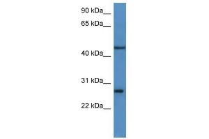 Western Blot showing FGFBP2 antibody used at a concentration of 1-2 ug/ml to detect its target protein. (FGFBP2 anticorps  (C-Term))