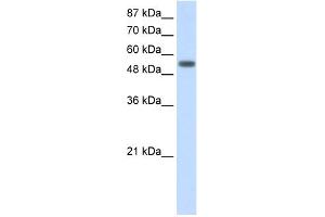 WB Suggested Anti-YARS Antibody Titration:  2. (YARS anticorps  (C-Term))