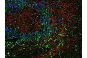 Indirect immunostaining of a PFA fixed, paraffin embedded mouse brain section with anti-claudin 11 (dilution 1 : 200; red) and chicken anti-GFAP (dilution 1 : 200; green). (Claudin 11 anticorps  (AA 188-207))