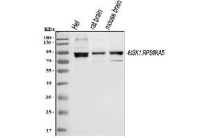 Western blot analysis of MSK1 using anti-MSK1 antibody (ABIN3043424).