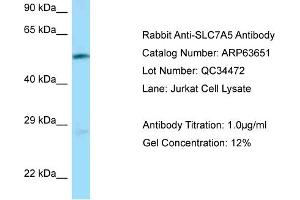 Western Blotting (WB) image for anti-Solute Carrier Family 7 (Cationic Amino Acid Transporter, Y+ System), Member 5 (SLC7A5) (N-Term) antibody (ABIN2789581)