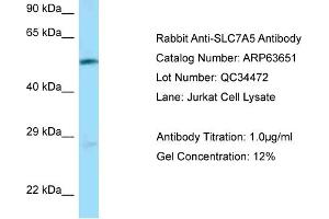 Western Blotting (WB) image for anti-Solute Carrier Family 7 (Cationic Amino Acid Transporter, Y+ System), Member 5 (SLC7A5) (N-Term) antibody (ABIN2789581) (SLC7A5 anticorps  (N-Term))